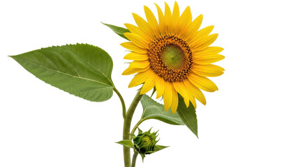 Obraz premium Isolated Sunflower on White