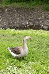 Goose standing on green grass near a stream in Osturna, Slovakia