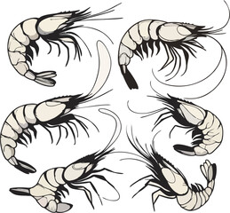 Obraz premium Modern Shrimp Line Sketch – Minimal Vector