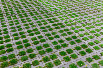 The nature of small grass and square brick paving in the park