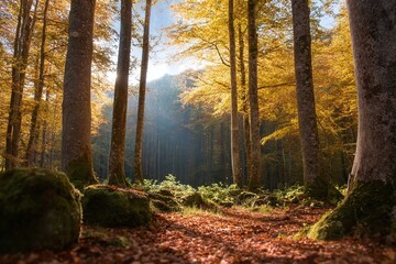 Obraz premium Autumn Woods Sunlight and Trees