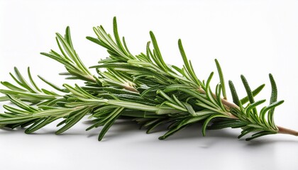 Fototapeta premium fresh rosemary herb branch isolated on white background