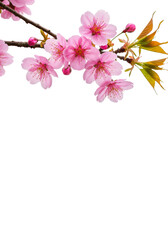 Vibrant pink cherry blossom flowers and tender green leaves on slender brown branches, isolated against a transparent background with ample copy space below, captured with soft natural light in a