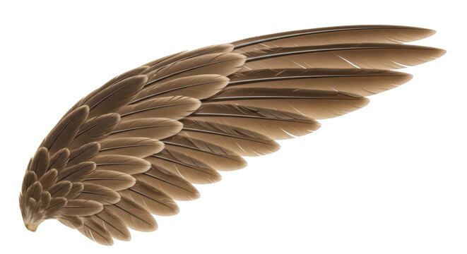 Isolated Bird Wing