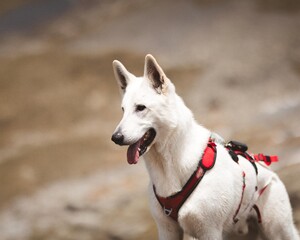 Beautiful portrait of a white swiss shepherd (Alps - France)