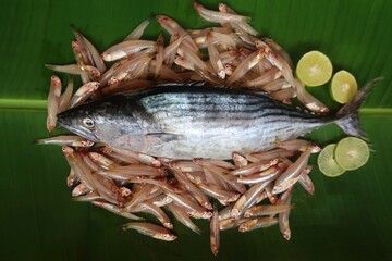 tuna fish decorated by anchovy fish