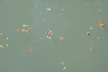 Autumn leaves floating on calm water surface