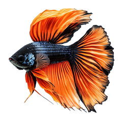 Fototapeta premium Stunning orange and black betta fish isolated on black background vibrant colors detailed fins