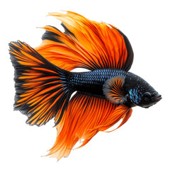 Obraz premium Stunning orange and black betta fish with flowing fins isolated on black background