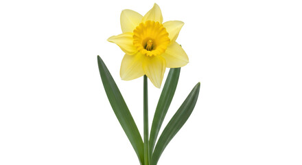 Isolated Yellow Daffodil Flower
