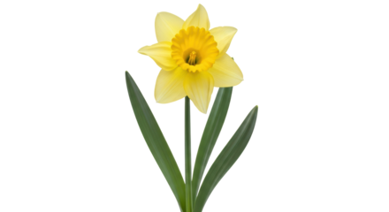 Isolated Yellow Daffodil Flower