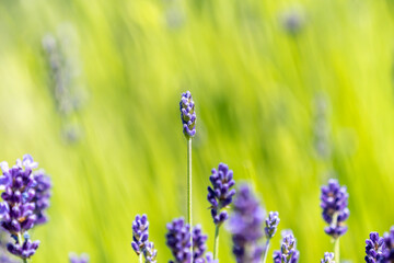 Wunderschön lila Lavendel