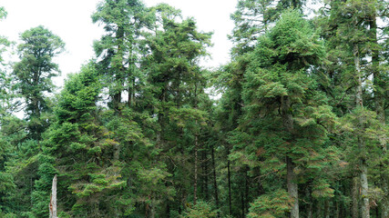 Fototapeta premium Lush forest landscape in Hidalgo, central Mexico, with rich green foliage and a serene natural atmosphere captured on a moody day.