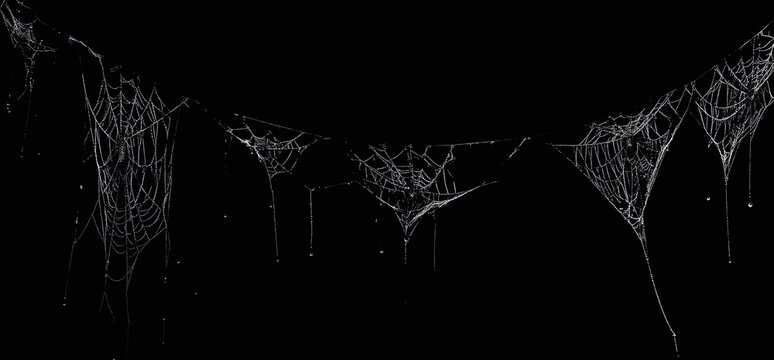 Intricate Spider Webs Against a Dark Background