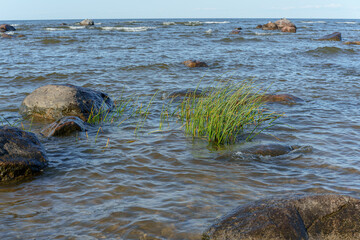 Baltic Sea Coast with Rocks