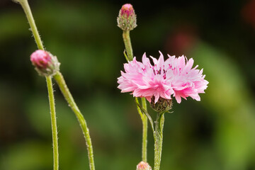 Pink Cornflower Bloom and Buds on Blurred Green Background