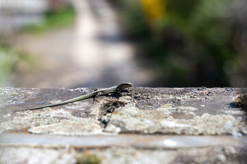 A lizard on a wall