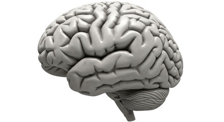 Isolated Human Brain