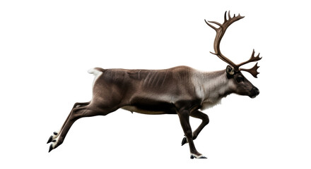 Isolated Caribou