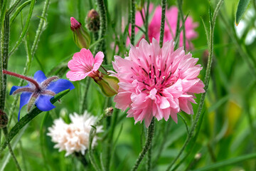 Pink Cornflower Bloom and Buds on Blurred Green Background