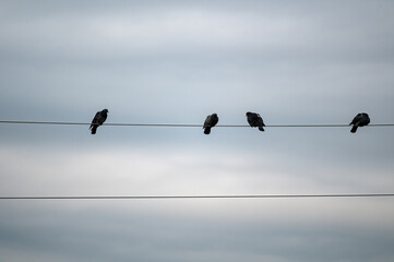 A few birds sit on a power line
