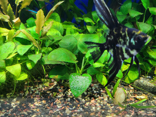 Anubias flat green leave covered with white eggs of Angelfish in a densely planted tropical...