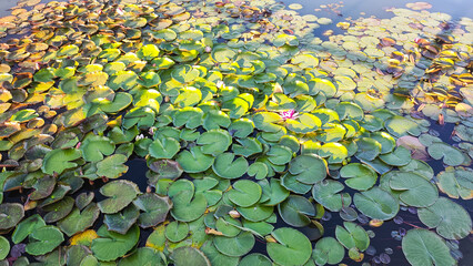 Lily pads and water lilies in the pond. Nature background. 