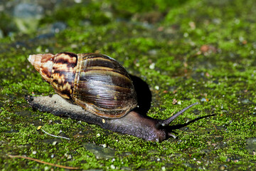 African giant snail (Lissachatina fulica) crawling slowly over moss in soft morning sunlight