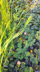 Lily pads and water lilies in the pond. Nature background. 
