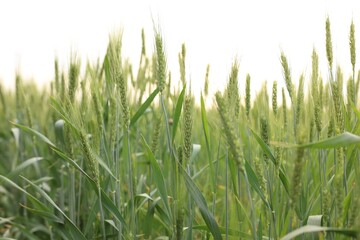 Wheat spikes growing in field outdoors, closeup
