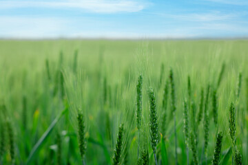 Wheat spikes growing in field outdoors, closeup. Space for text