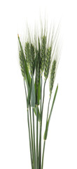Beautiful green wheat spikes isolated on white