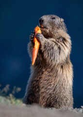 Murmeltier mit Karotte
