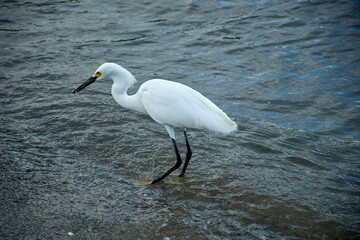 Graceful snowy egret (Egretta thula) wading in shallow water (2)