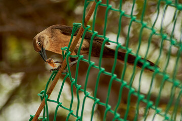 House sparrow feeding on a fence perched on green plastic mesh