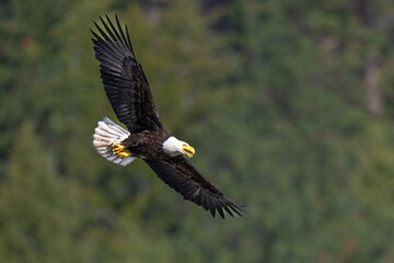 Bald Eagle (Haliaeetus leucocephalus) over Wallowa Lake, OR
