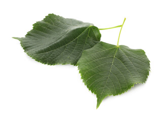 Fresh green linden leaves isolated on white