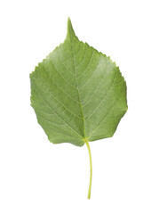 One green linden leaf isolated on white