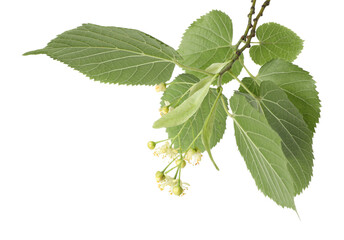 Linden branch with beautiful flowers and leaves isolated on white