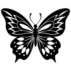 butterfly on white background