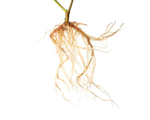 One plant with root isolated on white