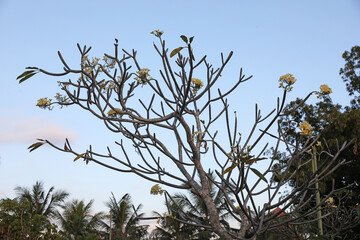 Plumeria shrub with beautiful flowers growing against blue sky outdoors