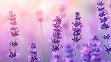 Obraz premium Serene Lavender Field at Sunset