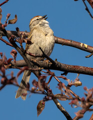 Chipping Sparrow (Spizella passerina) in Spring