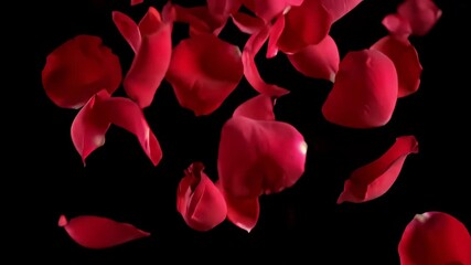 Falling red rose petals on a black background in a slow motion animation