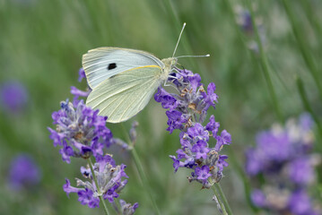Large white butterfly (Pieris brassicae) perched on lavender in Zurich, Switzerland