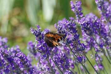 Small tortoiseshell butterfly (Aglais urticae) perched on lavender plant in Zurich, Switzerland