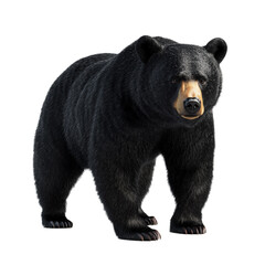 Fototapeta premium Majestic black bear standing on black background powerful predator wild animal wildlife nature