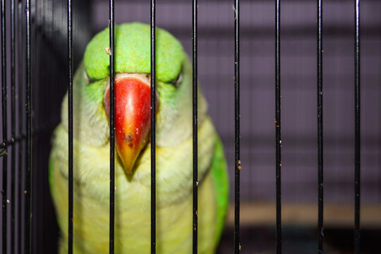 Closeup of a Indian Green Pahadi Tota in Cage. Pahadi Popat alone in Cage.