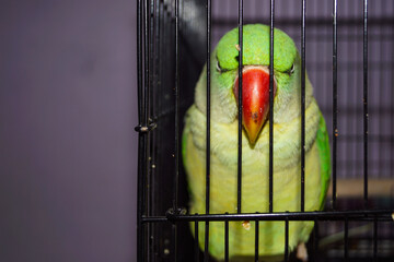 Closeup of a Indian Green Pahadi Tota in Cage. Pahadi Popat alone in Cage.